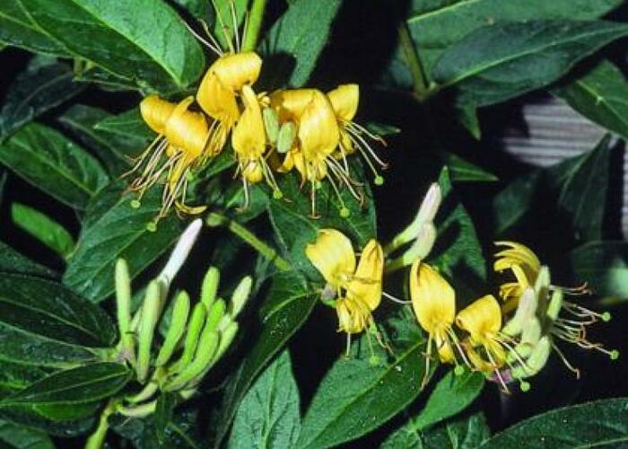 Zimolez zašpičatělý - Lonicera acuminata