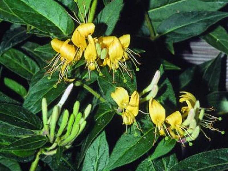 Zimolez zašpičatělý - Lonicera acuminata (henryi)