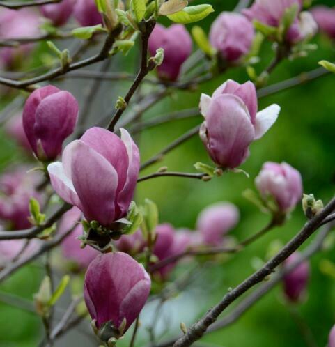 Šácholan Soulangeanův 'Rustica Rubra' - Magnolia soulangeana 'Rustica Rubra'