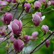 Šácholan Soulangeanův 'Rustica Rubra' - Magnolia soulangeana 'Rustica Rubra'