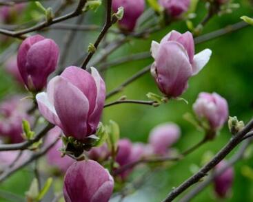 Šácholan Soulangeanův 'Rustica Rubra'