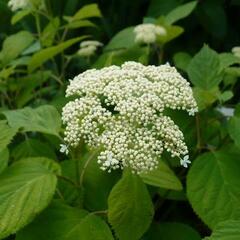 Hortenzie stromečkovitá 'Hills of Snow' - Hydrangea arborescens 'Hills of Snow'