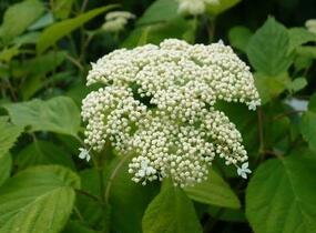 Hortenzie stromečkovitá 'Hills of Snow' - Hydrangea arborescens 'Hills of Snow'