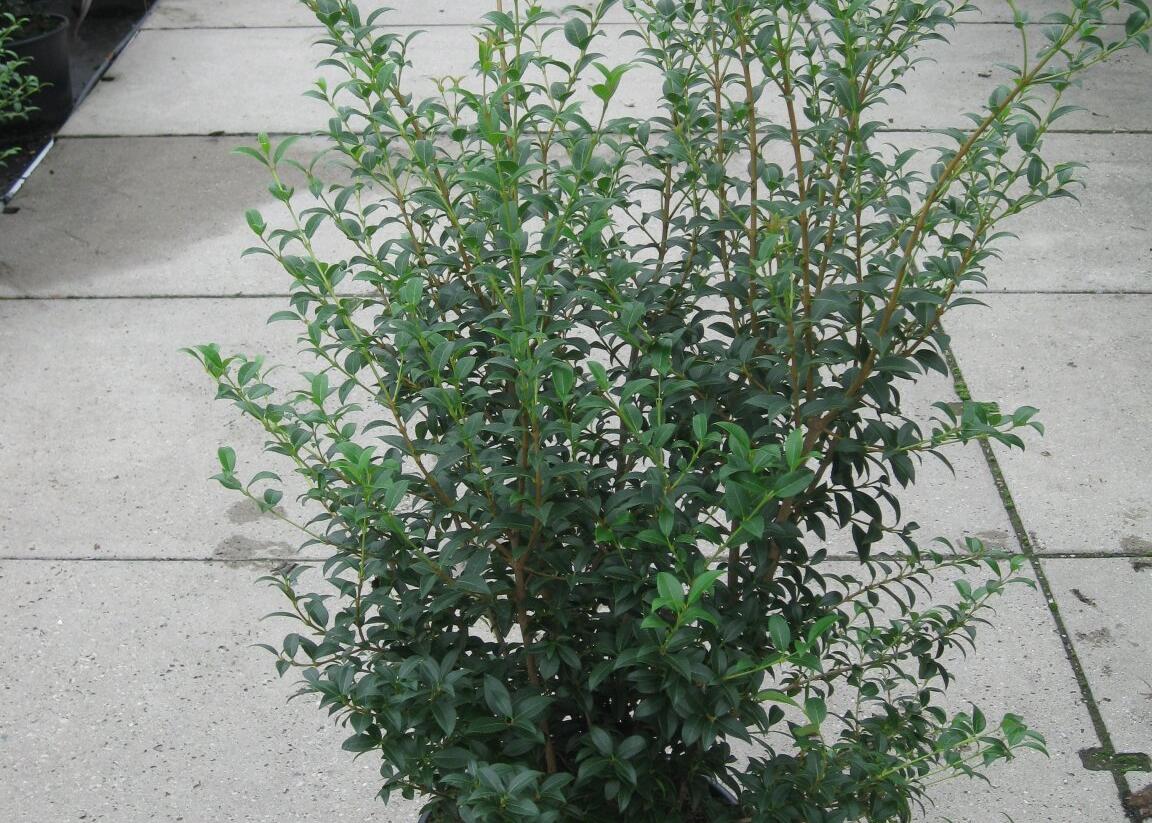 Vonokvětka - Osmanthus burkwoodii