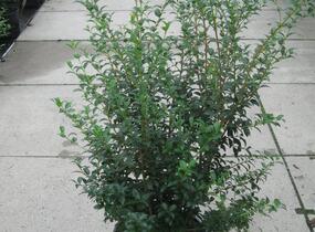 Vonokvětka - Osmanthus burkwoodii