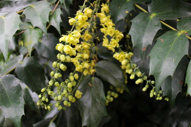 Mahonie Bealova - Mahonia bealei