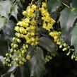 Mahonie Bealova - Mahonia bealei