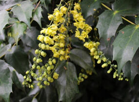 Mahonie Bealova - Mahonia bealei