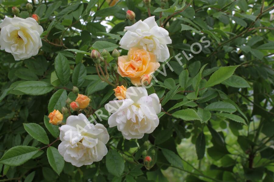 Růže pnoucí mix - Rosa PN mix