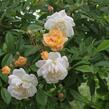 Růže pnoucí mix - Rosa PN mix