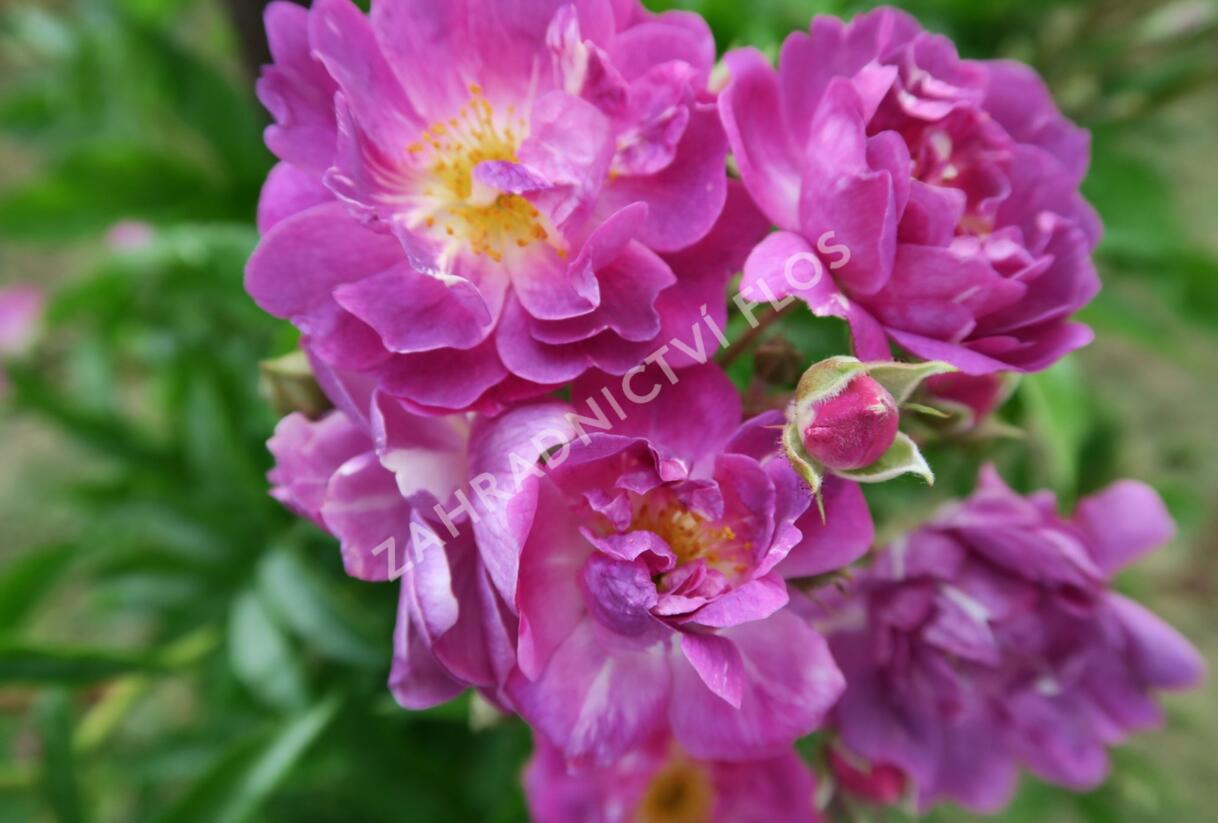 Růže pnoucí mix - Rosa PN mix
