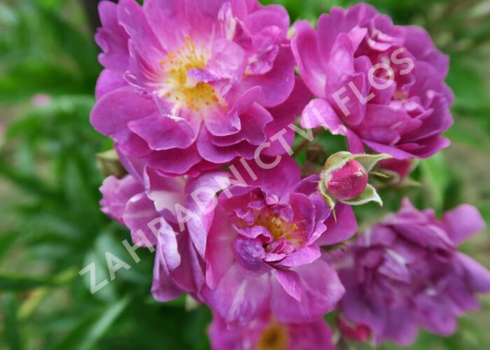 Růže pnoucí mix - Rosa PN mix