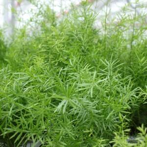 Asparágus hustokvětý Sprengeri - Asparagus densiflorus 'Sprengeri'