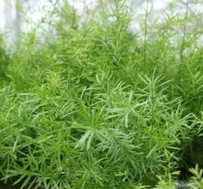 Asparágus hustokvětý Sprengeri - Asparagus densiflorus 'Sprengeri'
