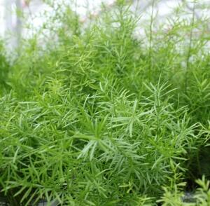 Asparágus hustokvětý Sprengeri