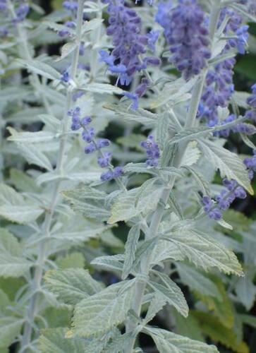 Perovskie lebedolistá 'Silvery Blue' - Perovskia atriplicifolia 'Silvery Blue'