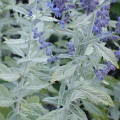 Perovskie lebedolistá 'Silvery Blue' - Perovskia atriplicifolia 'Silvery Blue'
