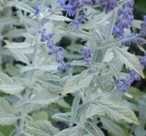 Perovskie lebedolistá 'Silvery Blue' - Perovskia atriplicifolia 'Silvery Blue'