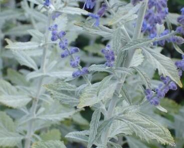 Perovskie lebedolistá 'Silvery Blue'