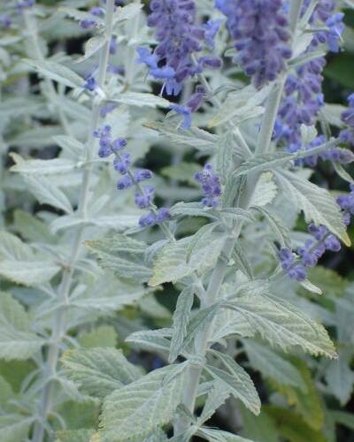 Perovskie lebedolistá 'Silvery Blue' - Perovskia atriplicifolia 'Silvery Blue'
