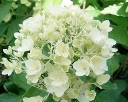 Hortenzie latnatá 'Bombshell' - Hydrangea paniculata 'Bombshell'