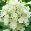 Hortenzie latnatá 'Bombshell' - Hydrangea paniculata 'Bombshell'