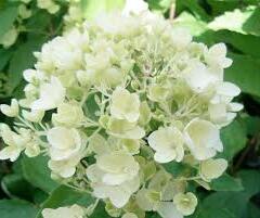 Hortenzie latnatá 'Bombshell' - Hydrangea paniculata 'Bombshell'