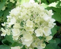 Hortenzie latnatá 'Bombshell' - Hydrangea paniculata 'Bombshell'