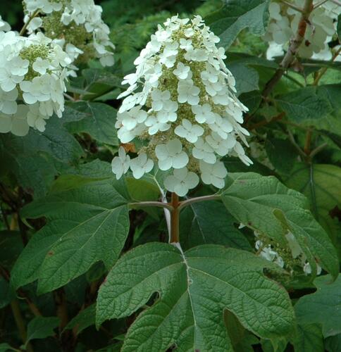 Hortenzie dubolistá 'Alice' - Hydrangea quercifolia 'Alice'