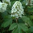 Hortenzie dubolistá 'Alice' - Hydrangea quercifolia 'Alice'