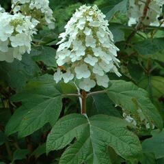 Hortenzie dubolistá 'Alice' - Hydrangea quercifolia 'Alice'