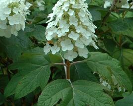 Hortenzie dubolistá 'Alice'
