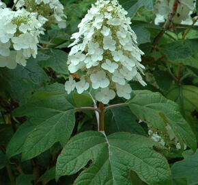 Hortenzie dubolistá 'Alice' - Hydrangea quercifolia 'Alice'