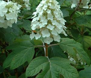 Hortenzie dubolistá 'Alice' - Hydrangea quercifolia 'Alice'