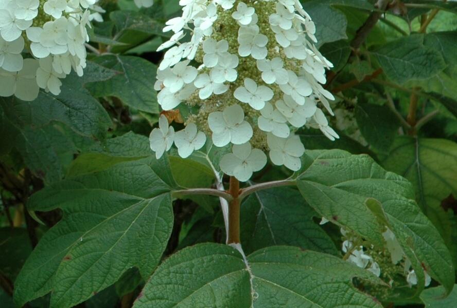 Hortenzie dubolistá 'Alice' - Hydrangea quercifolia 'Alice'