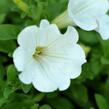 Petúnie 'White' - Petunia Surfinia 'White'