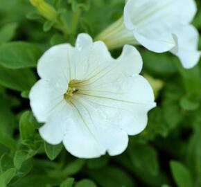 Petúnie 'White' - Petunia Surfinia 'White'