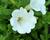 Petúnie 'White'