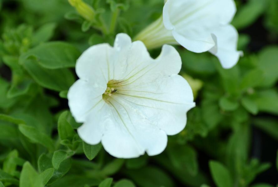 Petúnie 'White' - Petunia Surfinia 'White'