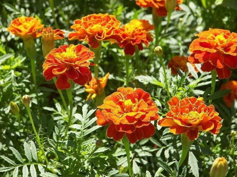 Aksamitník rozkladitý, afrikán 'Texana Harmony' - Tagetes patula 'Texana Harmony'