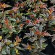 Tavola kalinolistá 'Schuch' - Physocarpus opulifolius 'Schuch'