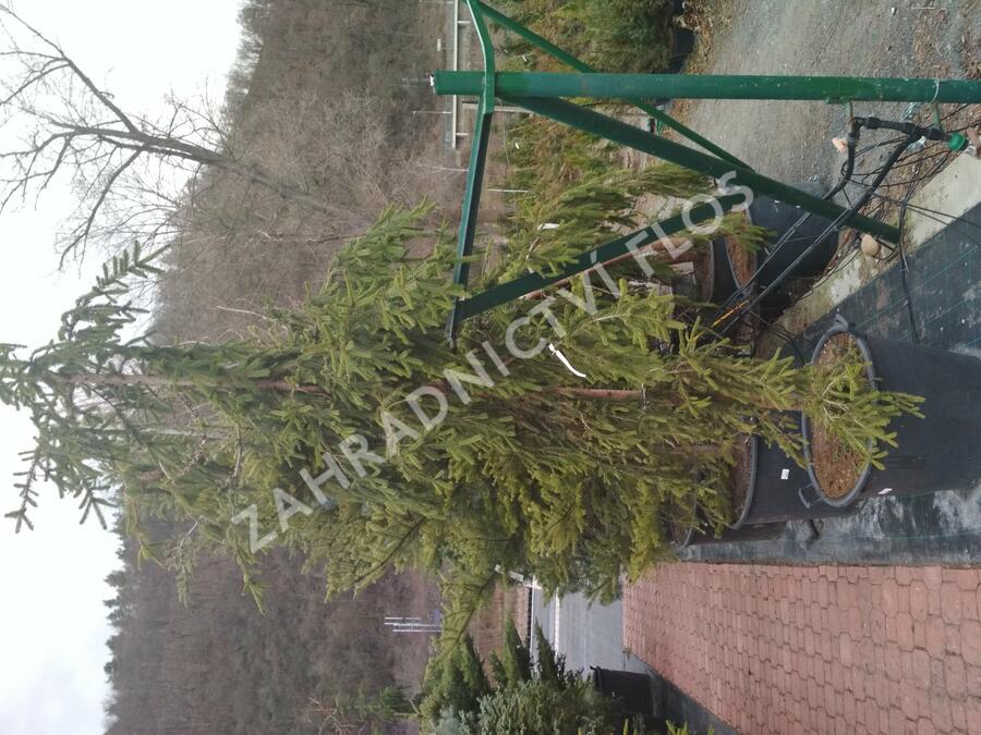 Smrk ztepilý 'Rothenhaus' - Picea abies 'Rothenhaus'
