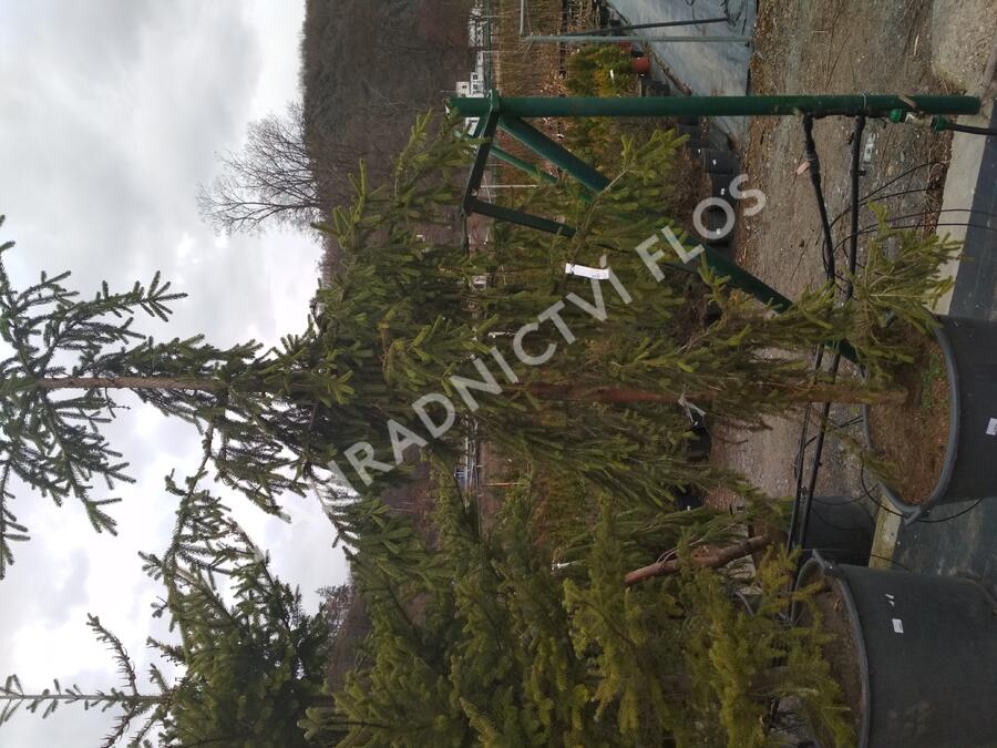 Smrk ztepilý 'Rothenhaus' - Picea abies 'Rothenhaus'