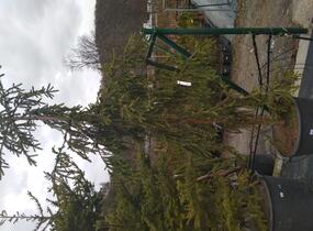 Smrk ztepilý 'Rothenhaus' - Picea abies 'Rothenhaus'