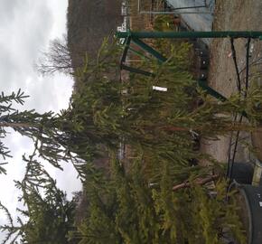 Smrk ztepilý 'Rothenhaus' - Picea abies 'Rothenhaus'