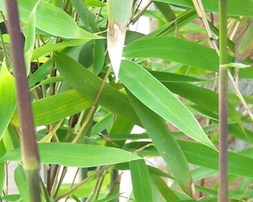 Bambus purpurový, rákosovec lesklý 'Winter Joy'