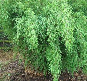 Bambus purpurový, rákosovec lesklý