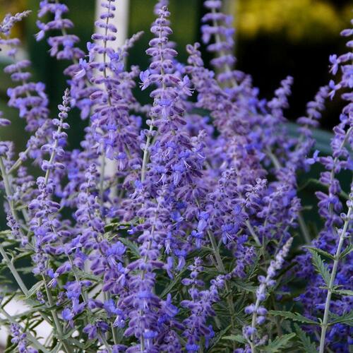 Perovskie lebedolistá 'Steel Blue' - Perovskia atriplicifolia 'Steel Blue'