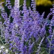 Perovskie lebedolistá 'Steel Blue' - Perovskia atriplicifolia 'Steel Blue'