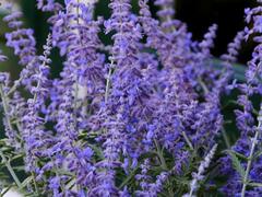 Perovskie lebedolistá 'Steel Blue' - Perovskia atriplicifolia 'Steel Blue'